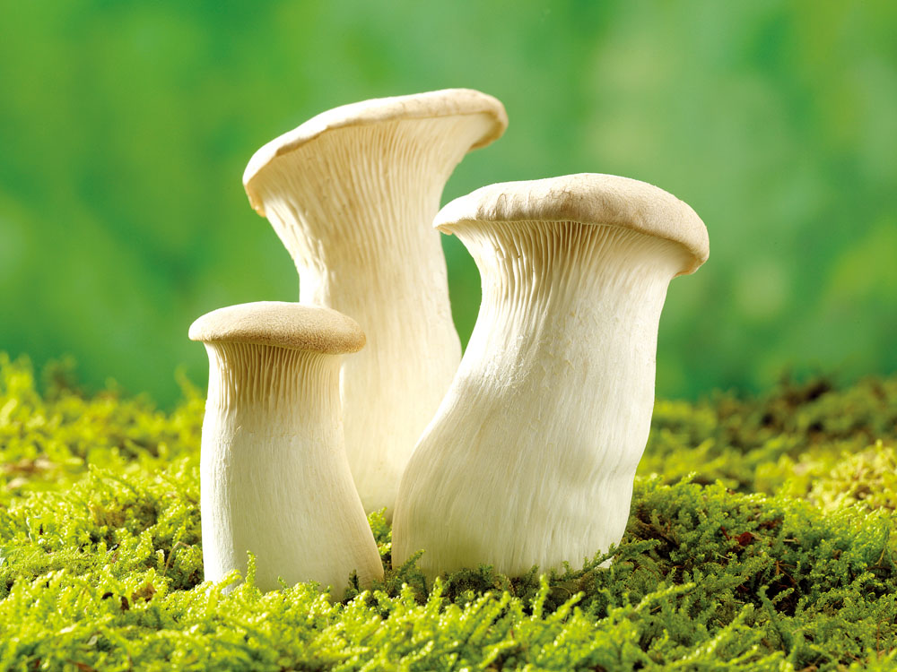 痛风患者可以吃蘑菇吗?——郑州痛风风湿病医院 痛风患者可以吃蘑菇吗?——郑州痛风风湿病医院